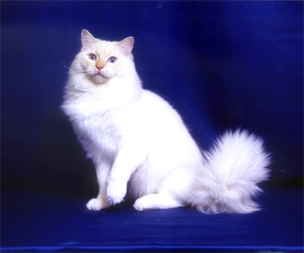 He received a best cat, 5th,