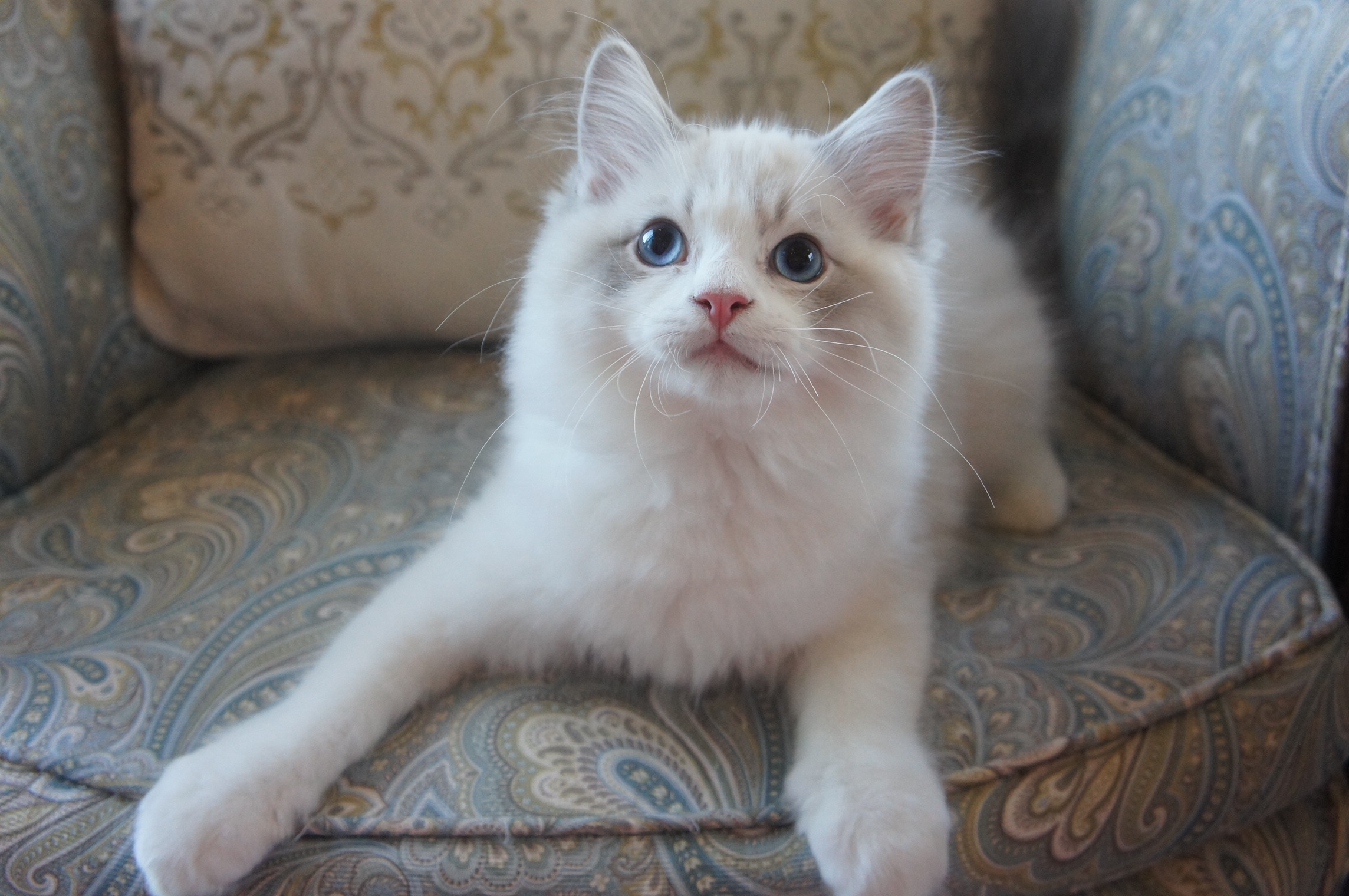 33 HQ Photos Ragdoll Kittens For Adoption / Ragdoll Cats For Sale