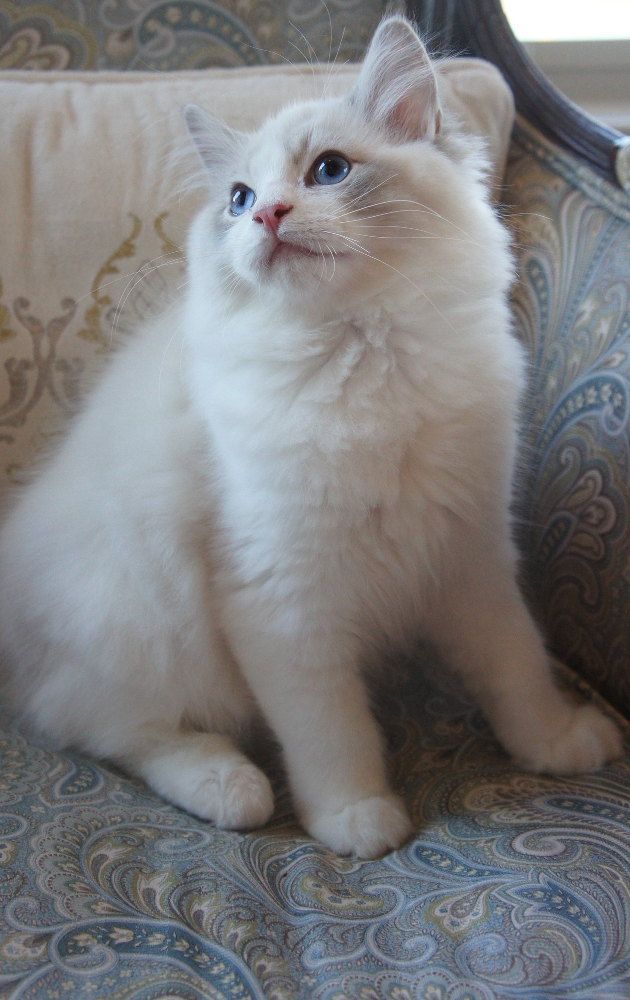 Adorable Grand Champion Ragdoll Kittens For Adoption Riterags Ragdolls