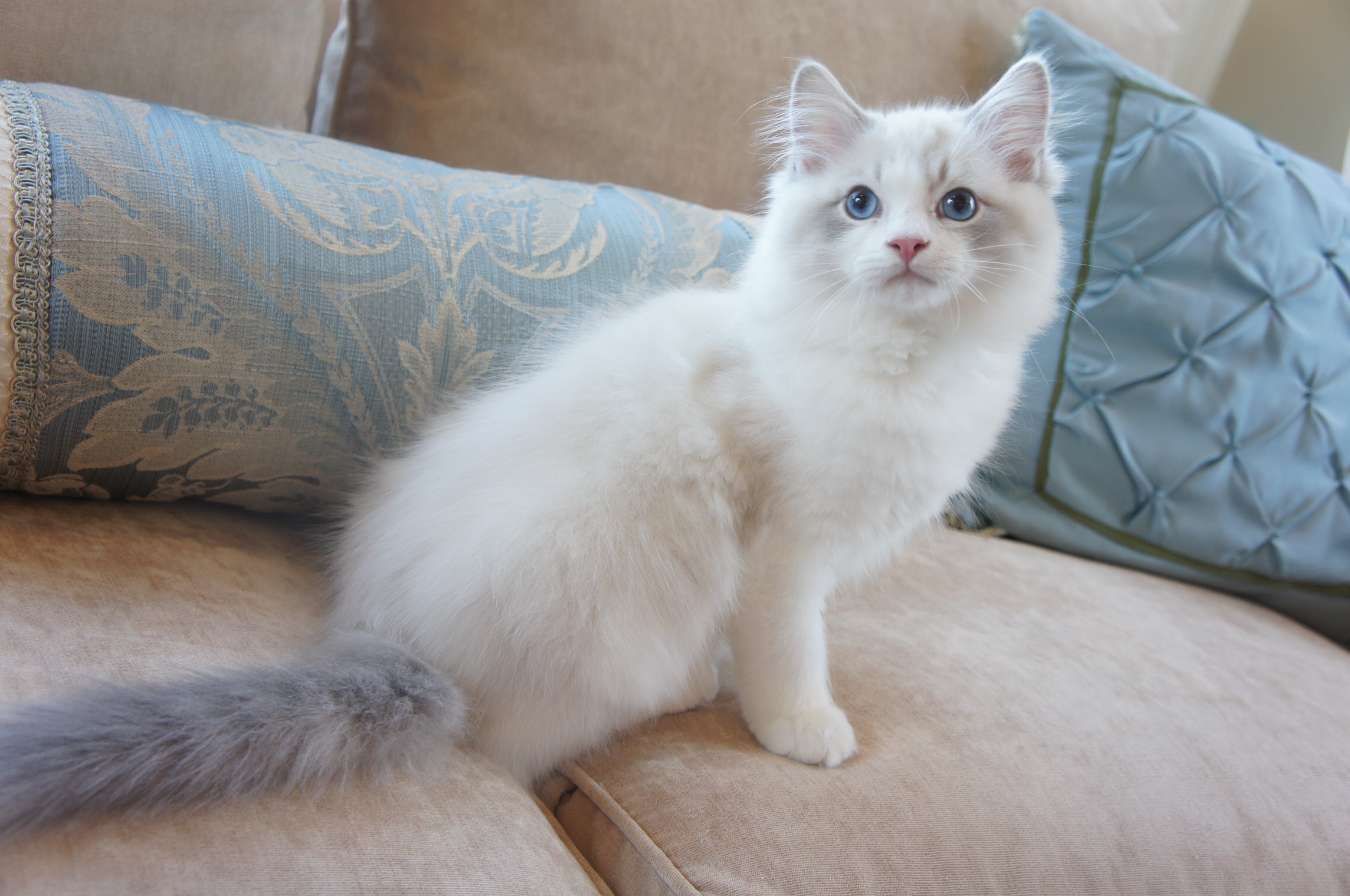 Adorable Grand Champion Ragdoll Kittens For Adoption Riterags Ragdolls