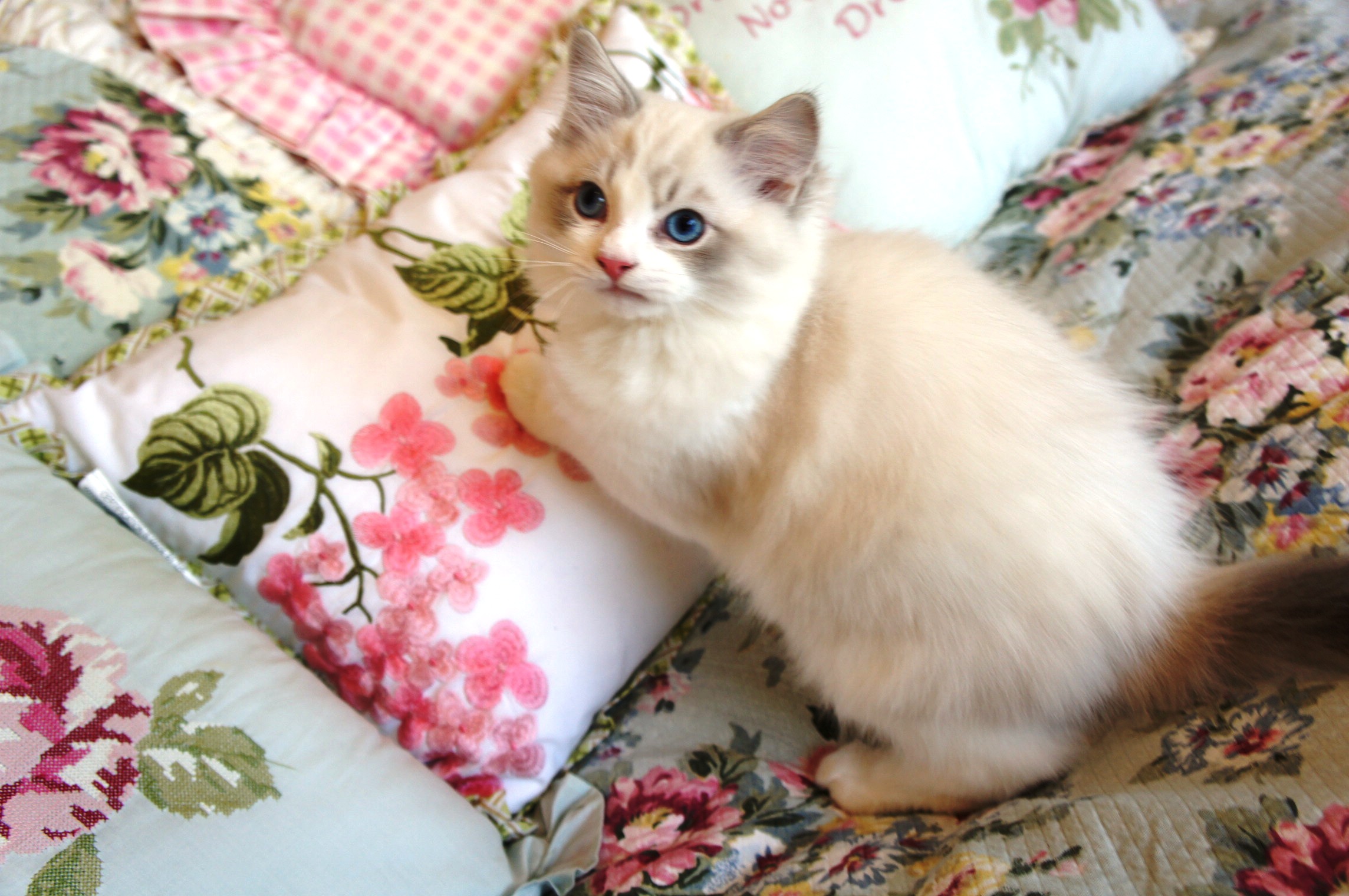 Adorable Grand Champion Ragdoll Kittens For Adoption Riterags Ragdolls