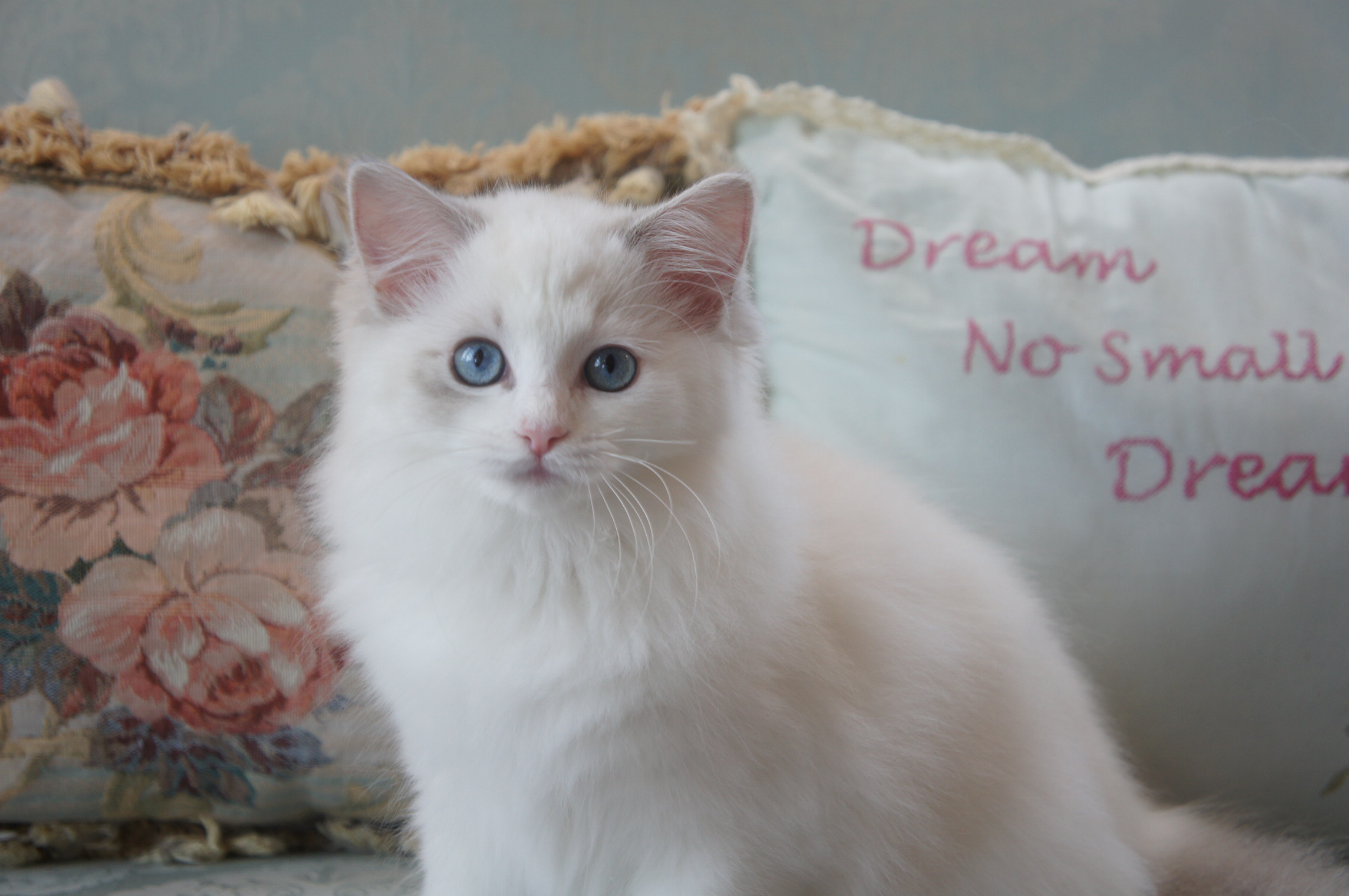 Adorable Grand Champion Ragdoll Kittens For Adoption Riterags Ragdolls
