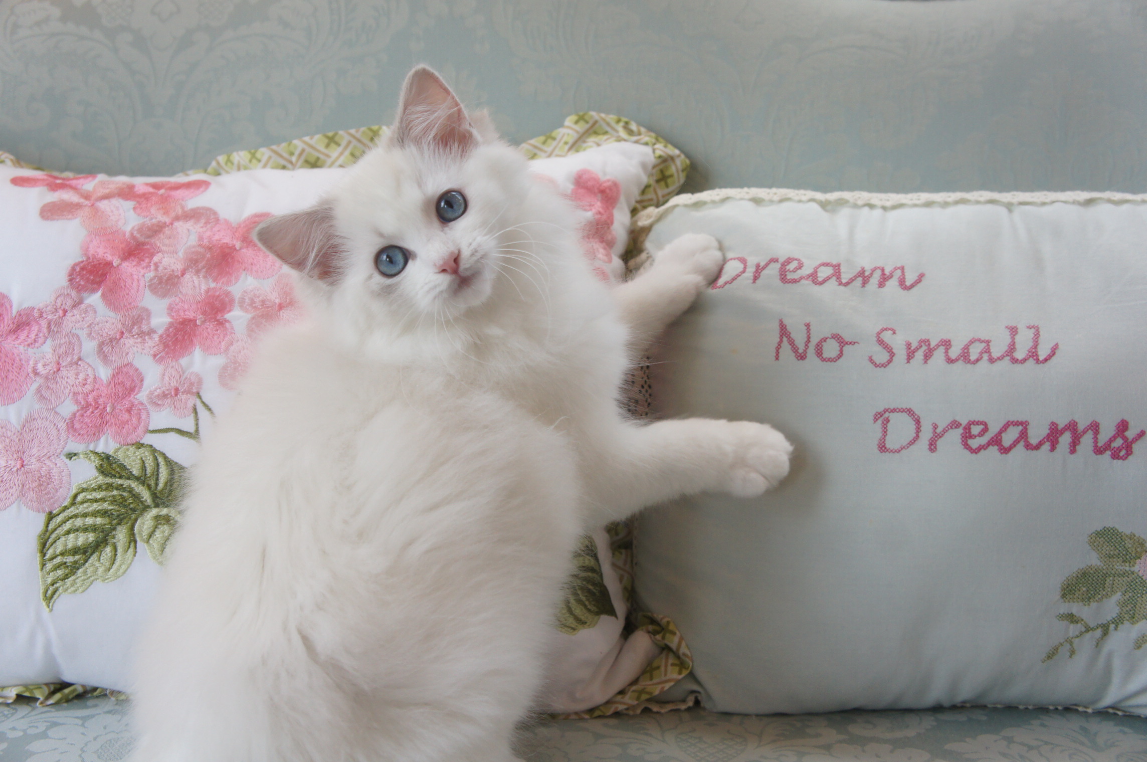 Adorable Grand Champion Ragdoll Kittens For Adoption Riterags Ragdolls