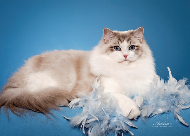 Female Ragdolls North Carolina | Riterags Ragdolls