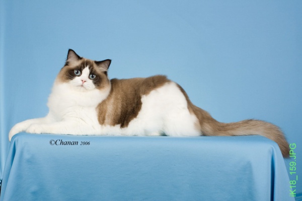 furreal ragdoll