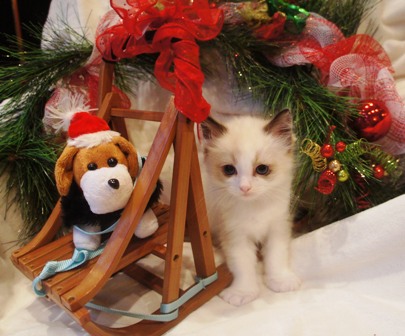 Riterags Ragdoll Kitten In A Christmas Wreath Riterags Ragdoll Kitten