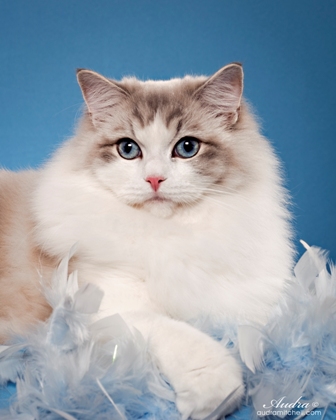 Riterags shop ragdoll kittens