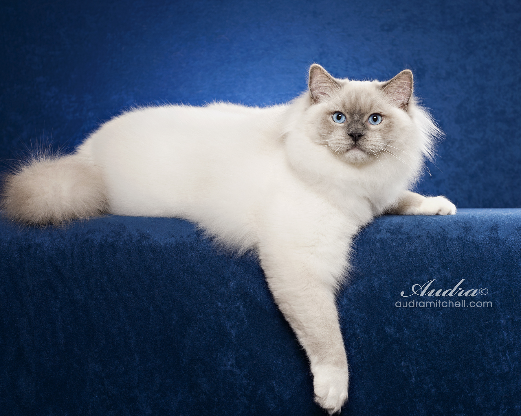 Purebred Adult Male Ragdoll Cats For Sale Riterags Ragdolls