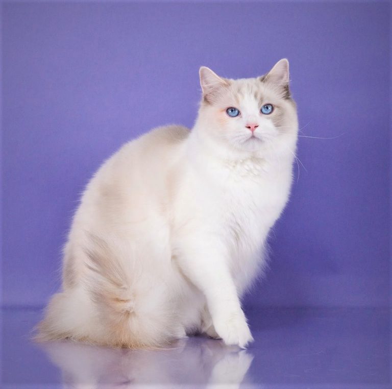 Champion Female Ragdolls North Carolina | Riterags Ragdolls