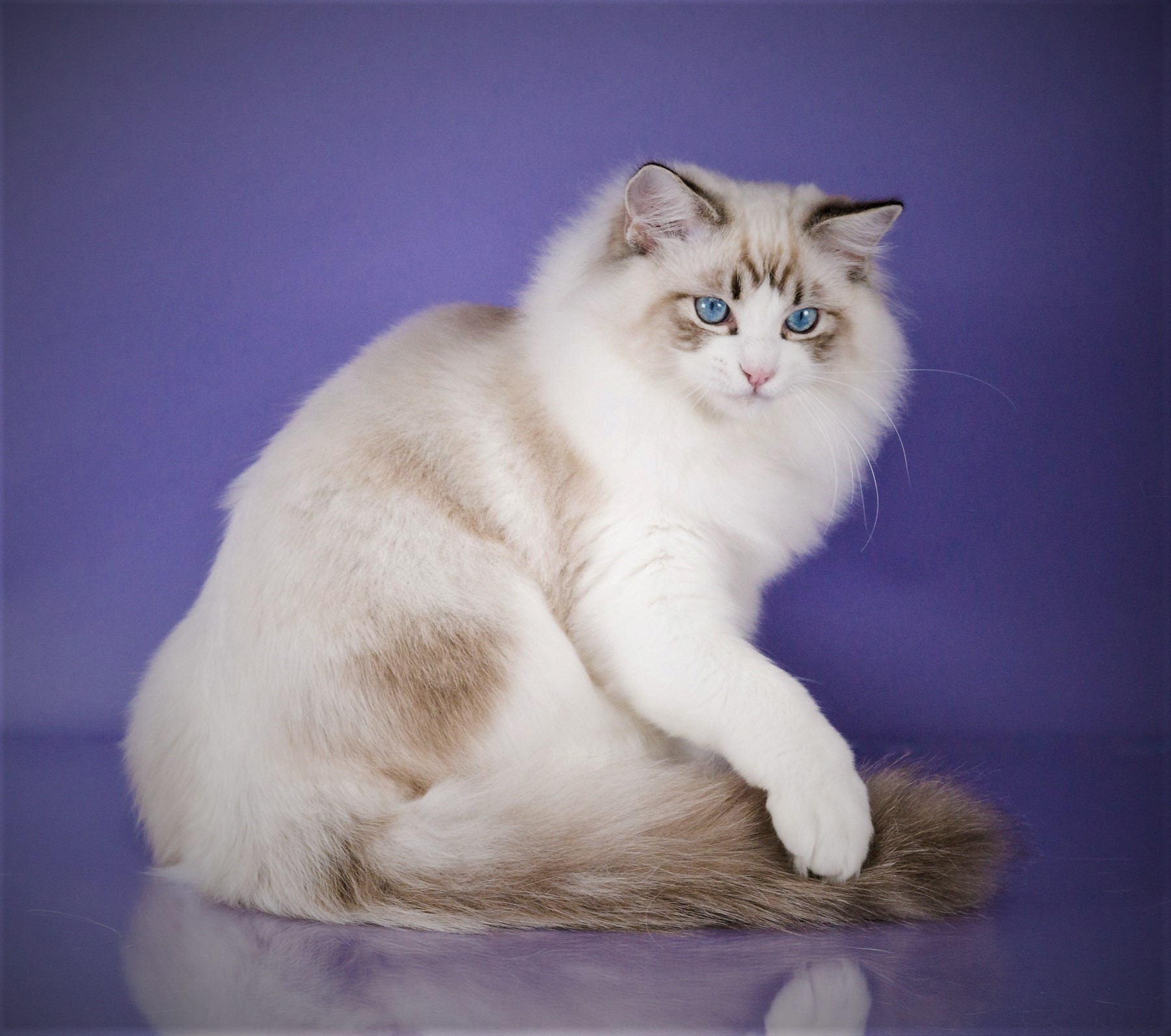 Male Ragdoll  Cats  for Sale South Carolina Riterags Ragdolls 