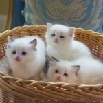 Ragdoll Kittens for Sale from Grand Champion Breeder | Riterags Ragdolls