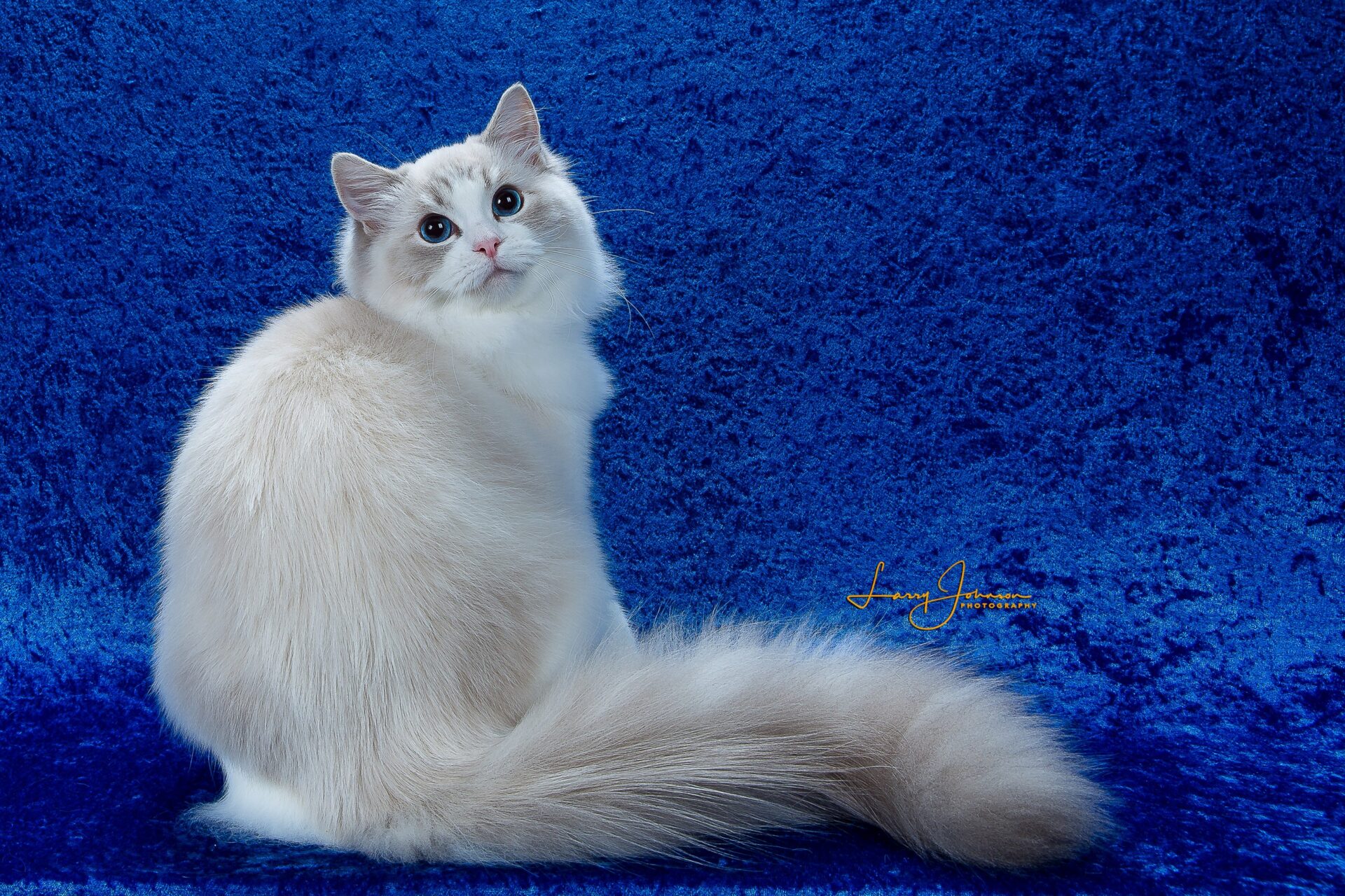 Riterags ragdoll kittens cheap