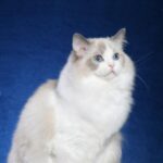 Riterags Supreme Grand Champion Riterags Diva Doll