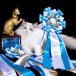 Show and Regional Grand Champion, Riterags Ragdoll James Bond