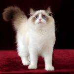 2015-2016 TICA Best Ragdoll in China Riterags Siyoo!