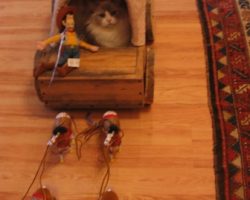Ragdoll Kitten Riding In A Toy Wagon