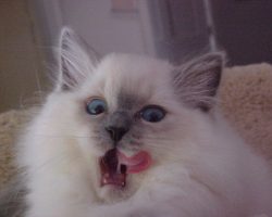 Ragdoll Cat Licking Lips After Eating