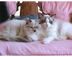 2 Champion Ragdoll Cats